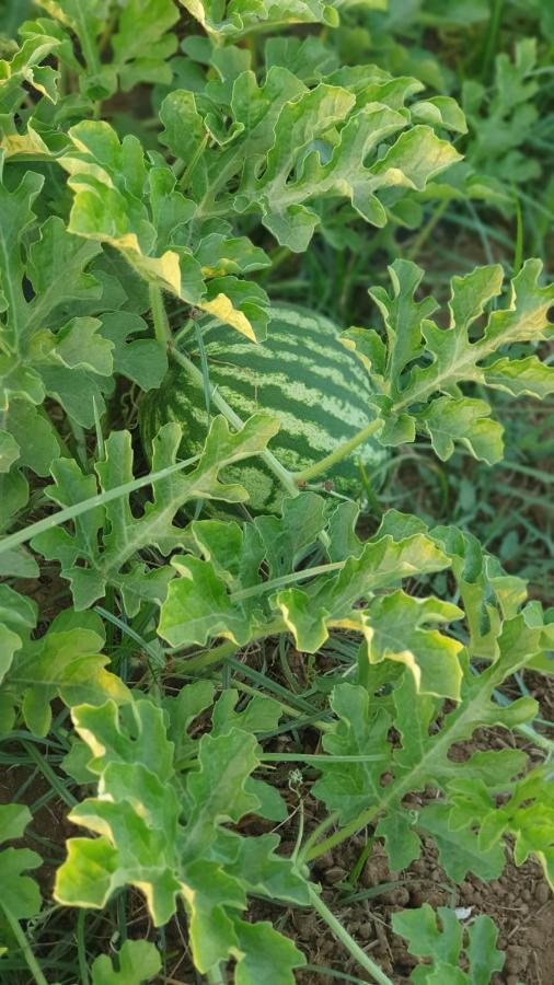 Azienda Agricola I Peperoncini ألغيرو المظهر الخارجي الصورة
