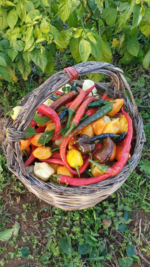 Azienda Agricola I Peperoncini ألغيرو المظهر الخارجي الصورة